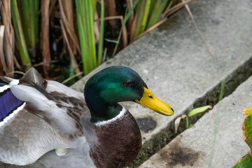 Mallard Duck Resting 