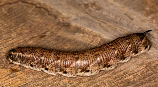 Chenille du sphinx du liseron (Agrius convolvuli) 