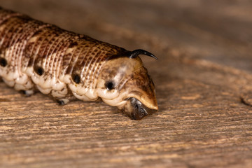 Chenille du sphinx du liseron (Agrius convolvuli) 