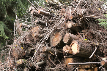 Chopped down trees