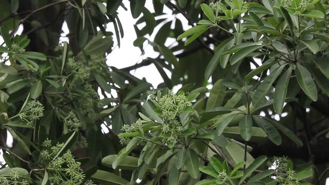 Green Flower of Blackboard Tree or Devil Tree