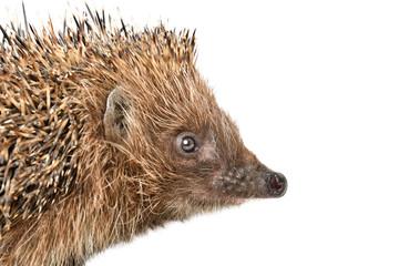 Portrait of a cute curious hedgehog, closeup, profile, isolated on white background