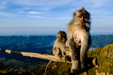 Two monkeys watching the sunrise over the mountains at Mount Batur in Bali Indonesia
