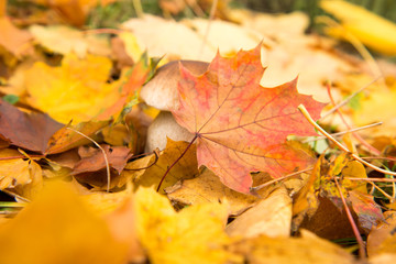Naklejka na ściany i meble white mushroom in autumn leaves