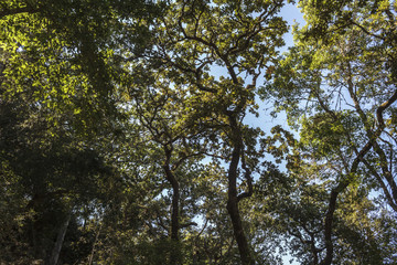 Trees and sky