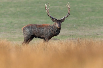 Deer's Slab in the forest