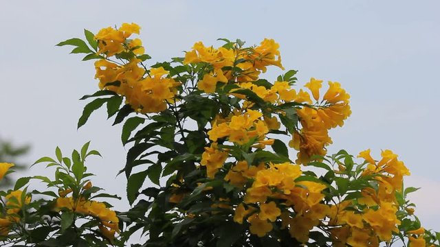 Yellow flower, Yellow elder, Yellow bells, or Trumpetflower, Scientific name isTecoma stans