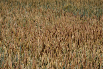 field of ripe wheat, ripe grain grown for harvest