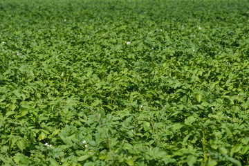 Fototapeta na wymiar the green shoots of potatoes on a large field, will sing the potato crop a lot of shoots