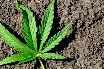 on the plowed ground is a sheet of marijuana, a six-leaf on the black