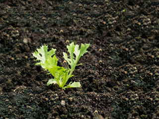 Baby green oak lettuce