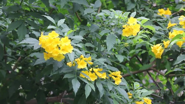 Yellow flower, Yellow elder, Yellow bells, or Trumpetflower, Scientific name isTecoma stans