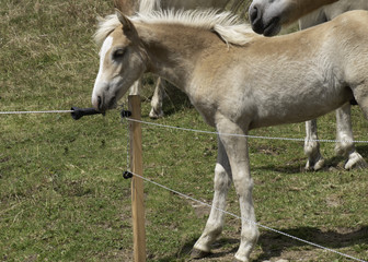 Obraz premium electric fence, wire on pasture in summer with livestock