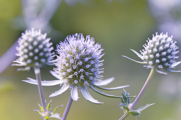 Eryngium planum, known as or blue eryngo, or flat sea holly.