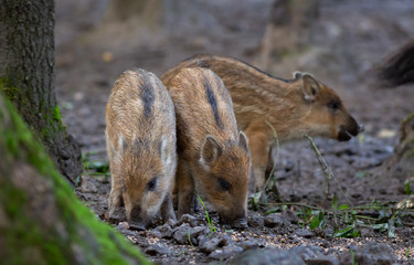 Wild Boar in forest Netherlands