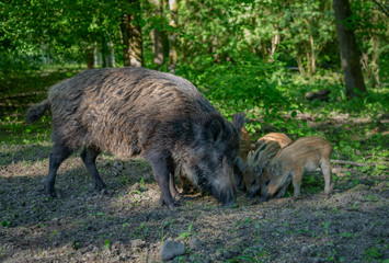 Wild Boar in forest Netherlands