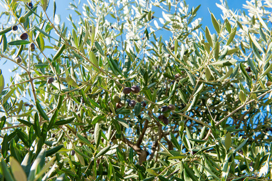 olive tree against the blue sky