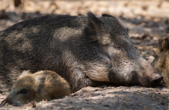 Wild Boar in forest Netherlands