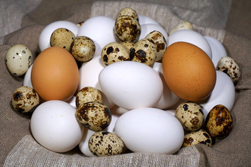 Bird eggs. Different kinds of bird eggs