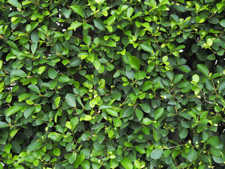 Background of Siamese rough bush