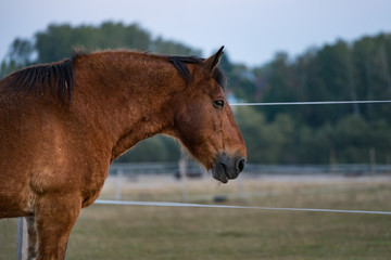 portrait of a horse in summer