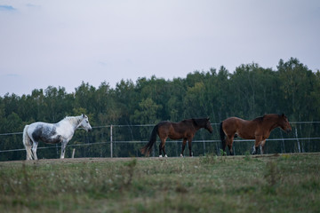 herd of horses