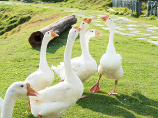 Obraz premium White geese