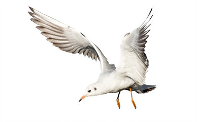young flying gull isolated on white