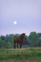 horse in the field