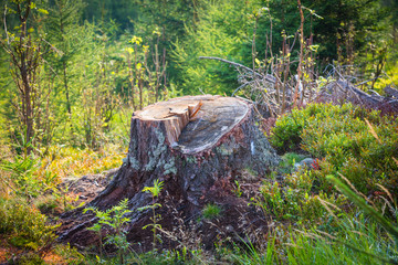 Obraz premium old wooden stump on meadow