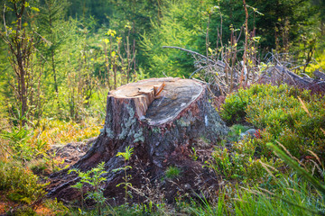 old wooden stump on meadow