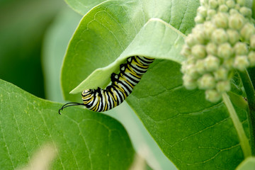 Monarch Caterpillar on Milkweed Leaves