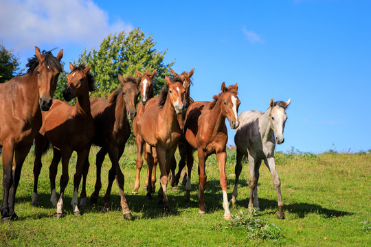 Herd of foals on the pasture