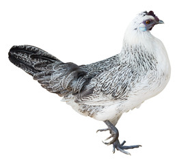 isolated walking light chicken with black tail
