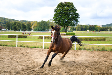 Galloping horse in the arena