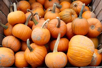 Crate of Pumpkins