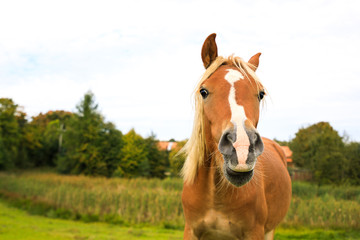 Naklejka premium Portrait of the red foal on the meadow