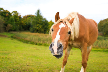 Portrait of the red foal on the meadow