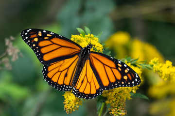 Fototapeta premium Monarch Butterfly on Goldenrod Flowers
