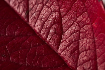 Red autumn leaf of a tree.