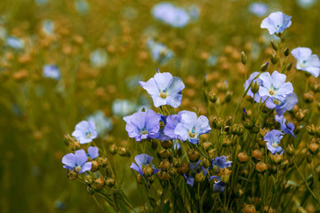 Bright delicate blue flower of ornamental flower of flax and its shoot against complex background....