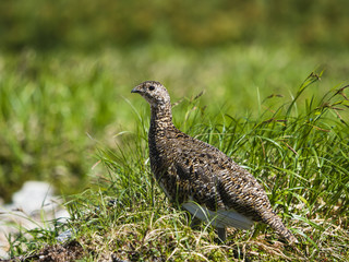 夏のライチョウ雌(rock ptarmigan)