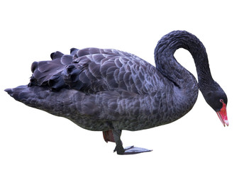 Fototapeta premium black swan standing on one leg