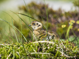 ライチョウの雛(rock ptarmigan)