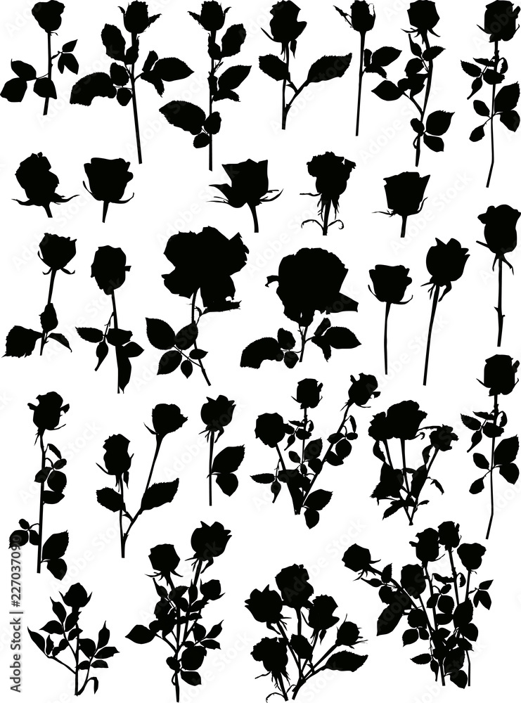 Wall mural twenty nine rose silhouettes on white