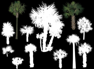 twelve palms isolated on black