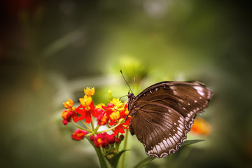 Obraz na płótnie Canvas Butterfly and flower.