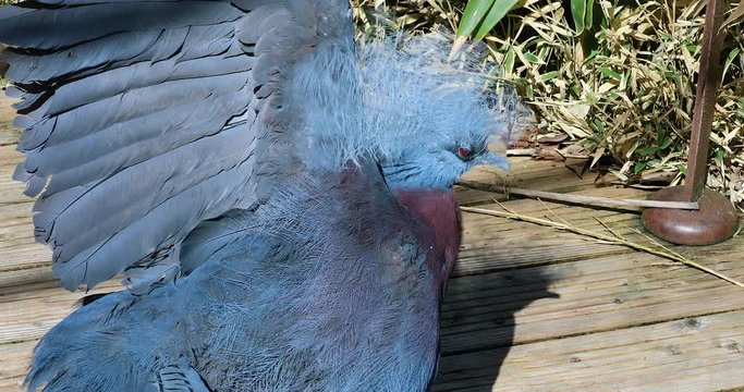 Southern Crowned Pigeon - The Largest Pigeon In The World, Close Up Portrait - DCi 4K Resolution