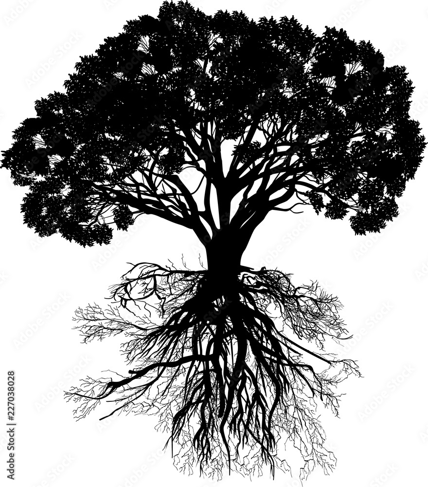 Canvas Prints black isolated tree with root and thick trunk