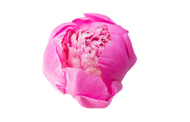 pink peony isolated